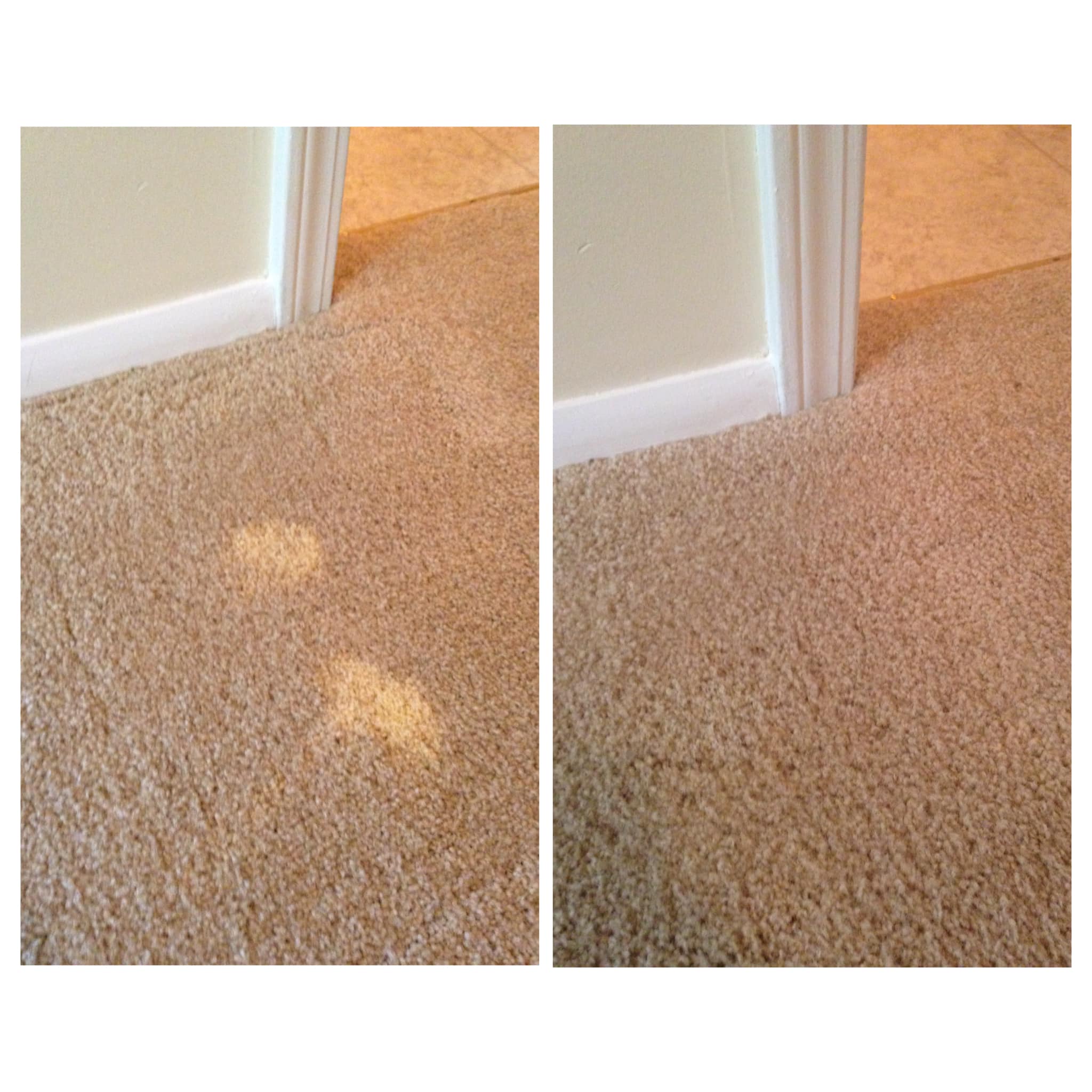 Bleach Spot Carpet Dye Repair